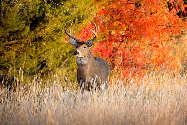 HUNTING BRANDS