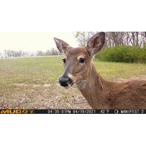 Manifest 2.0 Cellular Trail Camera